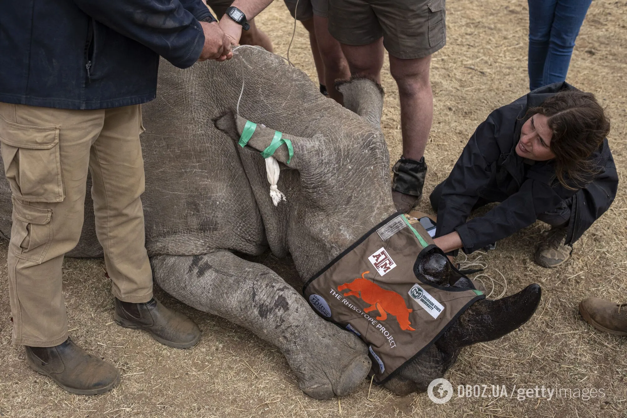 Впервые в мире. Ученые сделали рога носорогов радиоактивными для борьбы с браконьерством