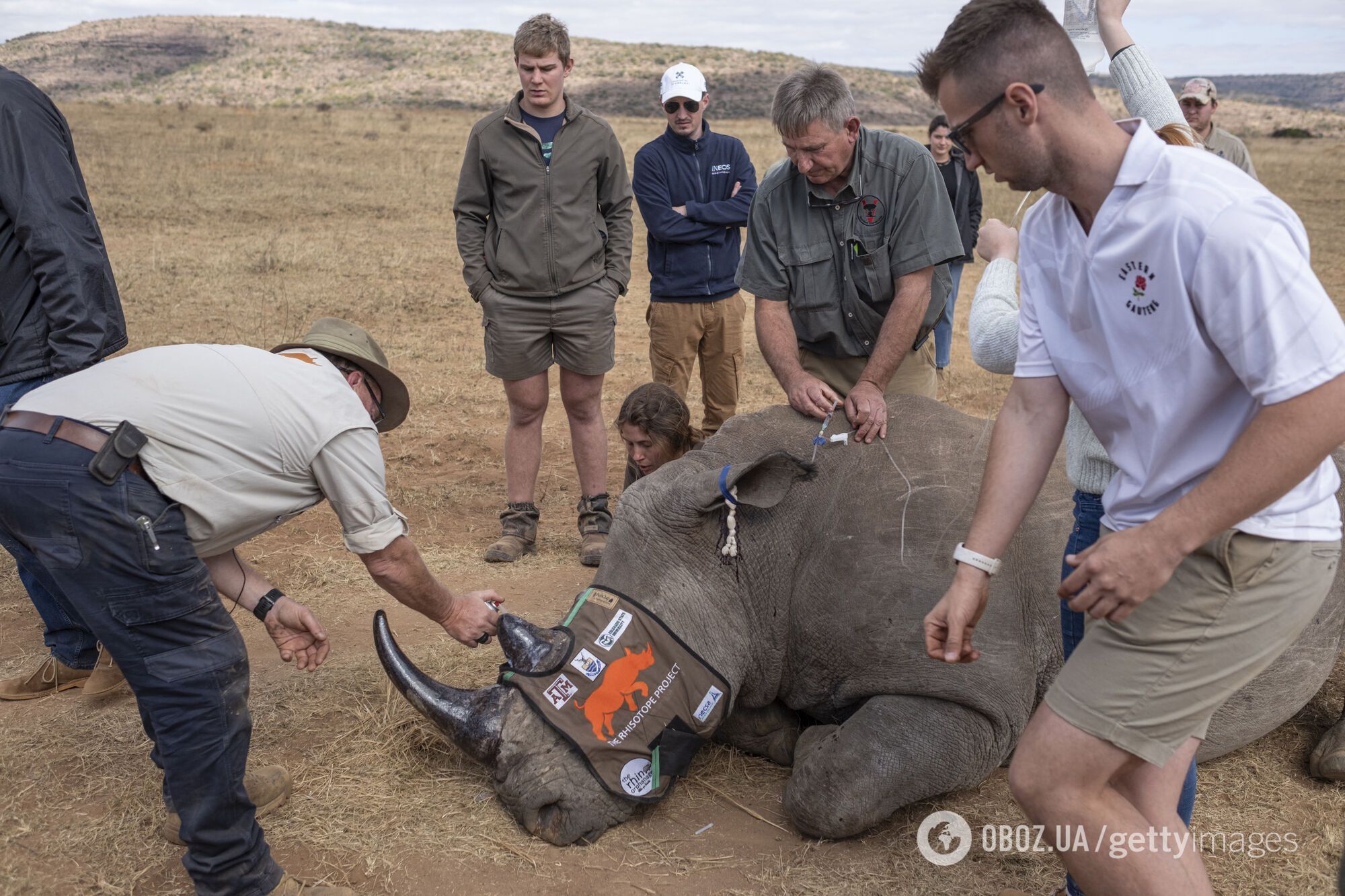 Впервые в мире. Ученые сделали рога носорогов радиоактивными для борьбы с браконьерством
