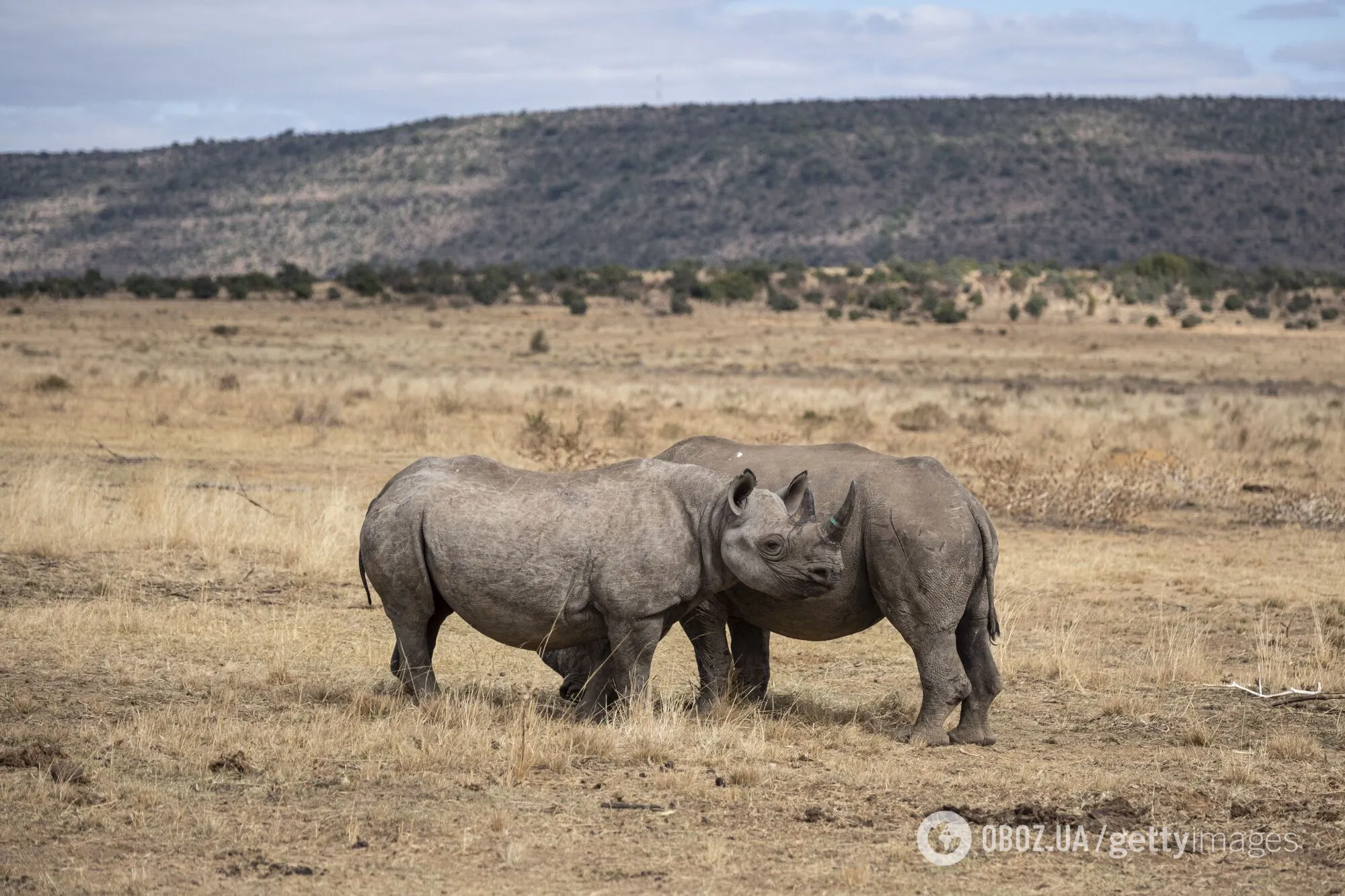 Вперше у світі. Вчені зробили роги носорогів радіоактивними для боротьби з браконьєрством