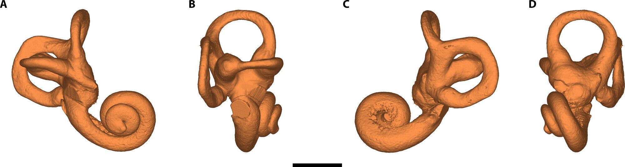 Перший випадок синдрому Дауна серед неандертальців виявлено у шестирічної дитини: вона жила понад 145 000 років тому. Фото