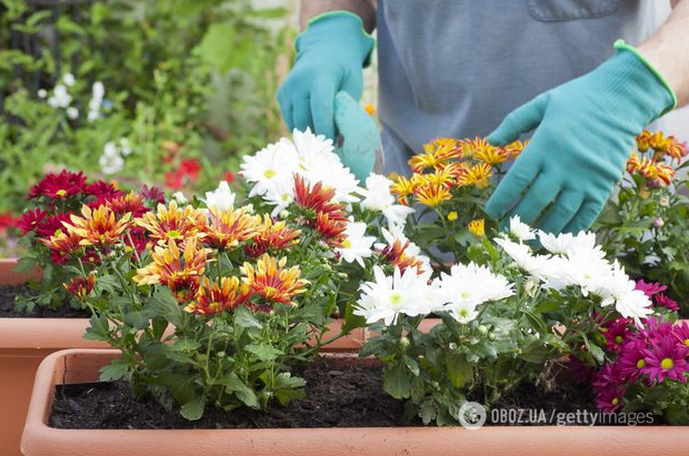 Осінь буде наповнена кольорами: як вирощувати хризантеми та який догляд їм потрібен