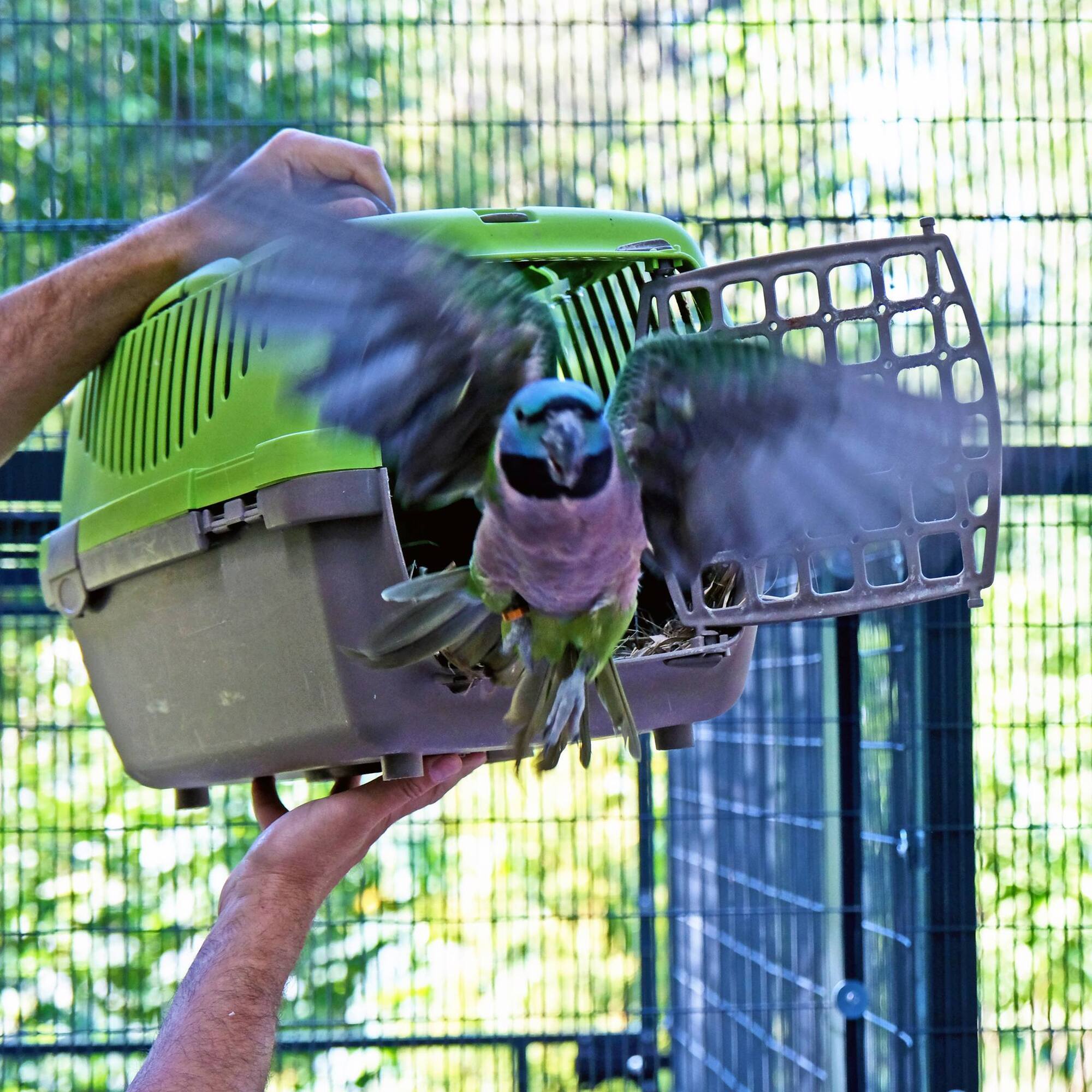 Фонтанчик и интерактивные качели: в зоопарке Киева в новый вольер переселили спасенных экзотических птиц. Фото и видео