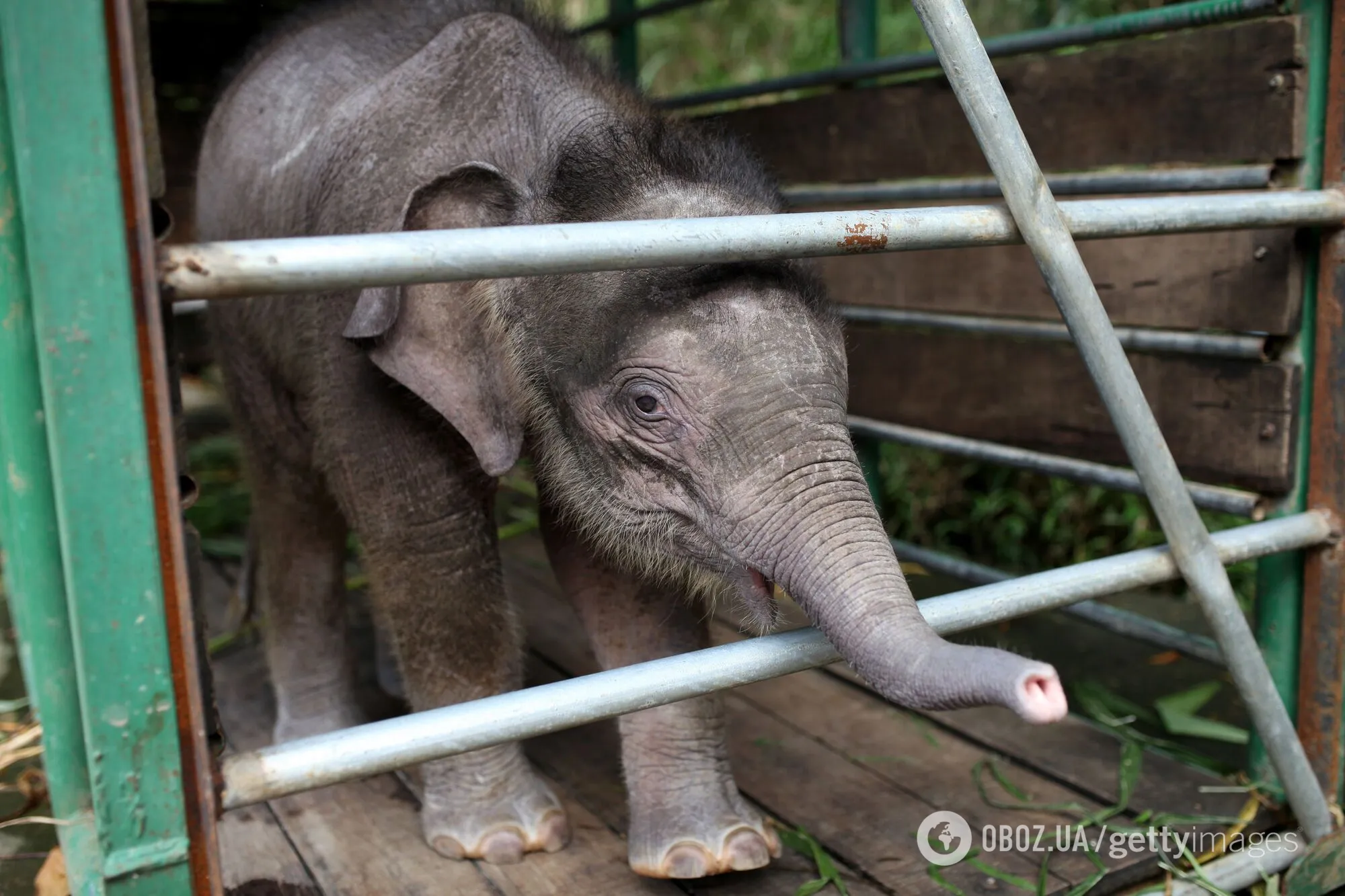 Самый маленький слон в мире может исчезнуть с лица Земли. Фото