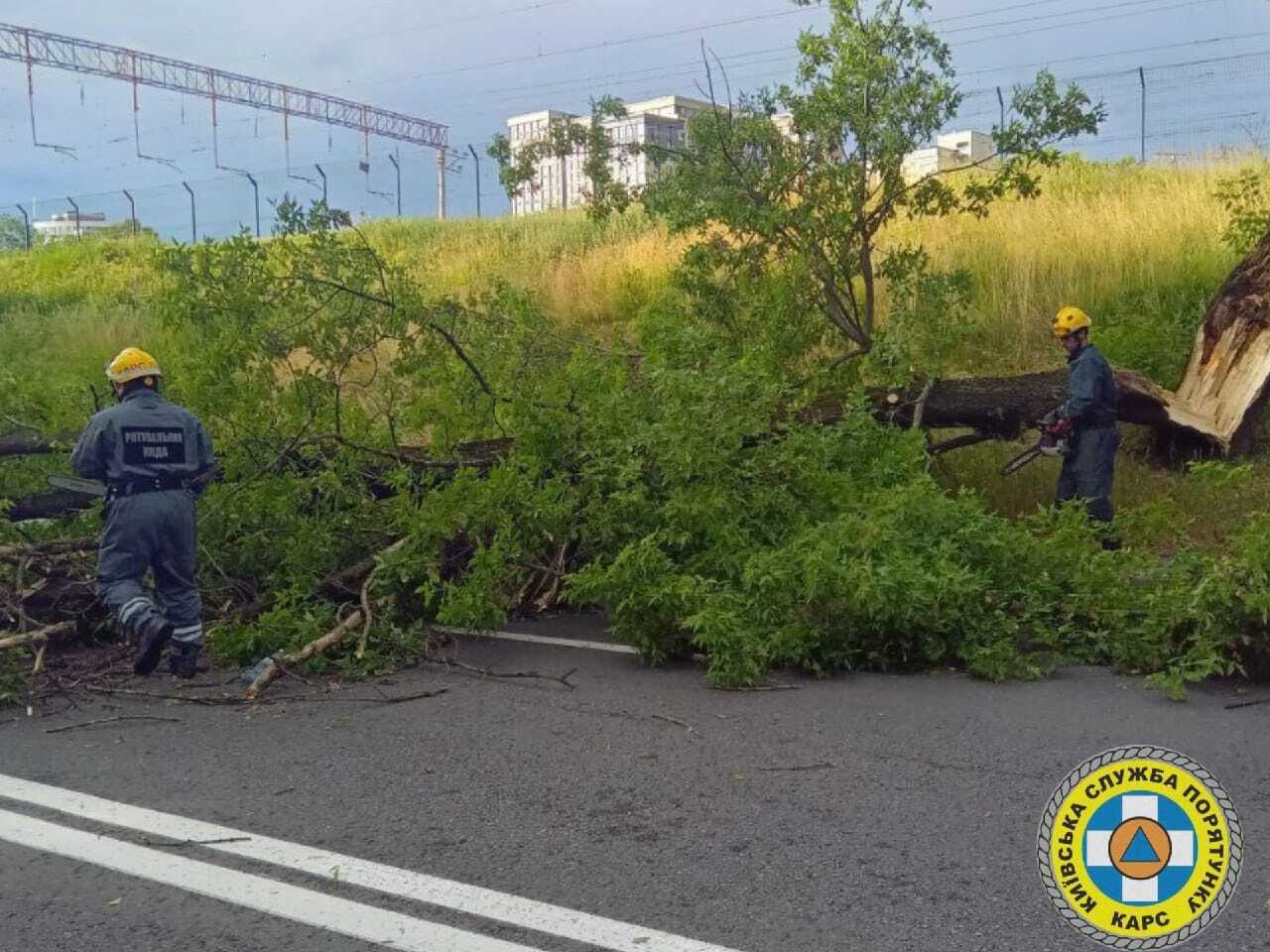 Ховались від негоди: у Києві на Троєщині під час грози дерево впало на намет, є постраждалі. Подробиці і фото