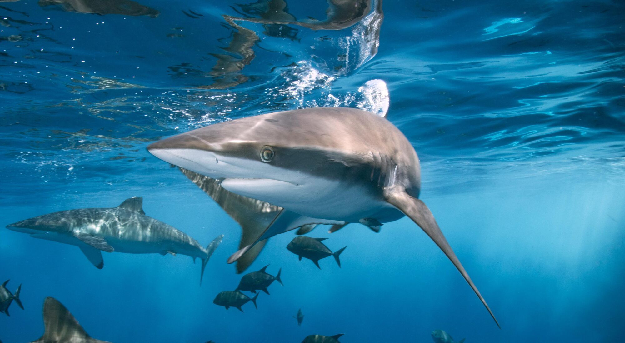 Чому коти, собаки та інші тварини мають третю повіку, а люди – ні