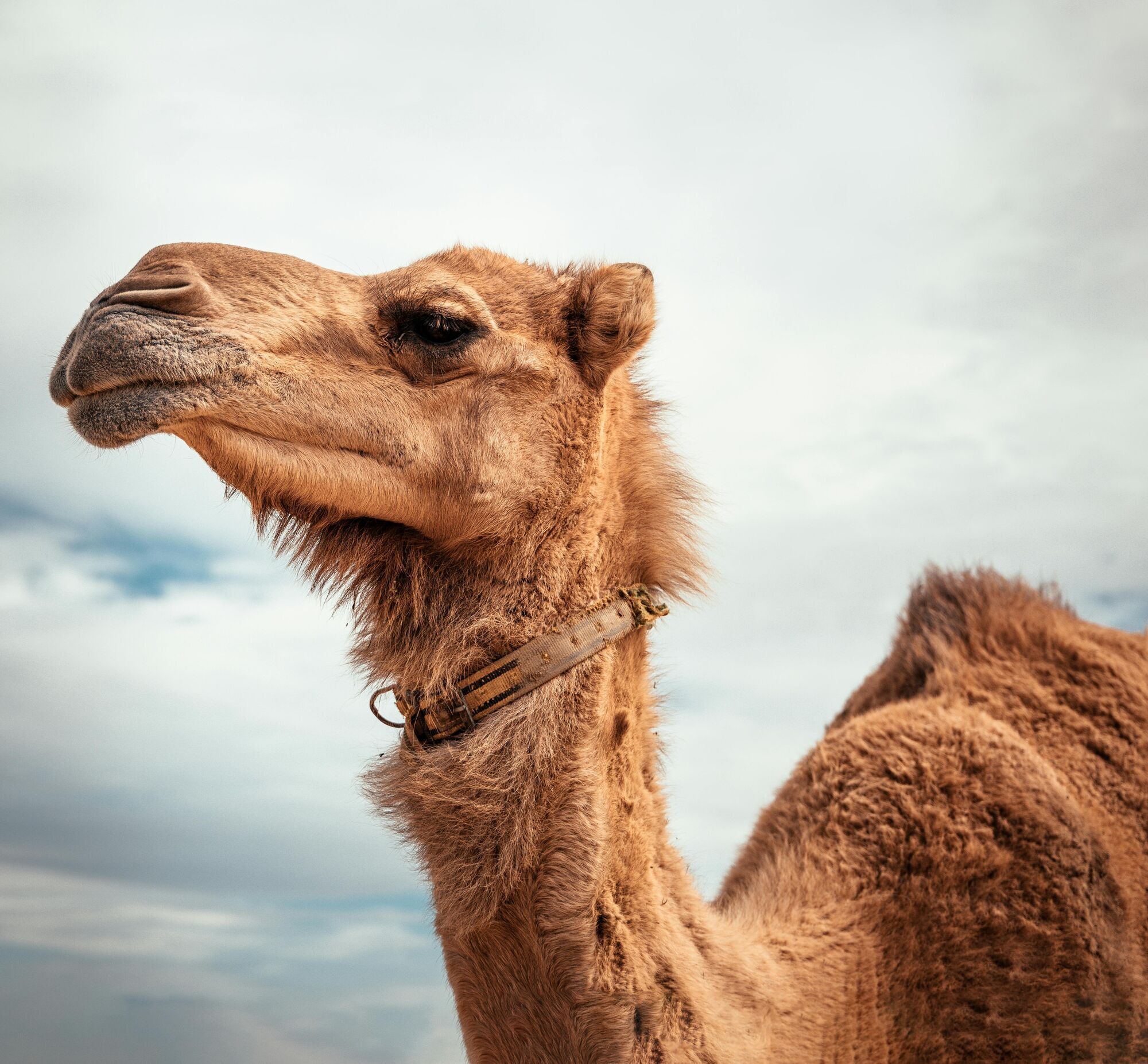 Чому коти, собаки та інші тварини мають третю повіку, а люди – ні