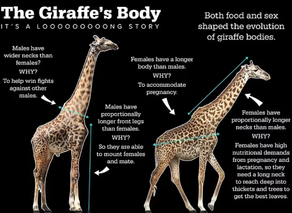 тело жирафа