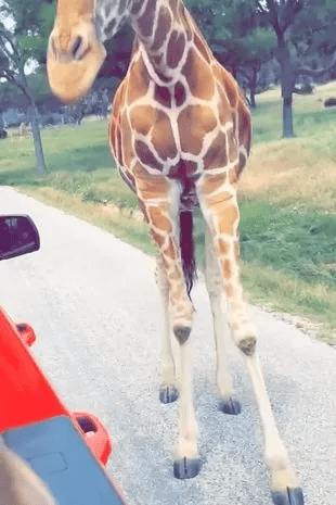 В США жираф вытащил из автомобиля 2-летнего ребенка, пытавшегося его покормить. Момент попал на видео