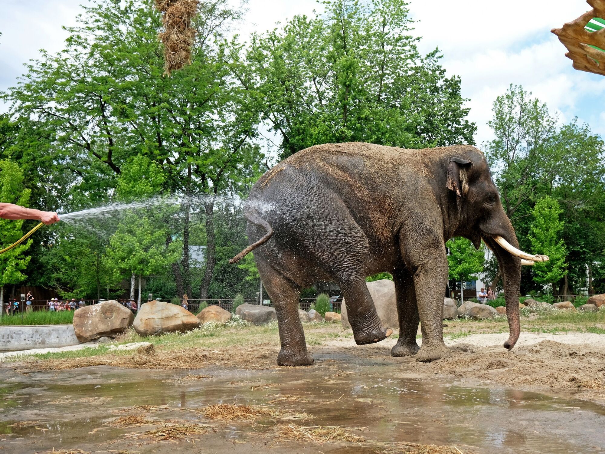 Басейни та навіть водоспади: у зоопарку Києва показали, як їхні мешканці приймають літні спа-процедури. Фото і відео