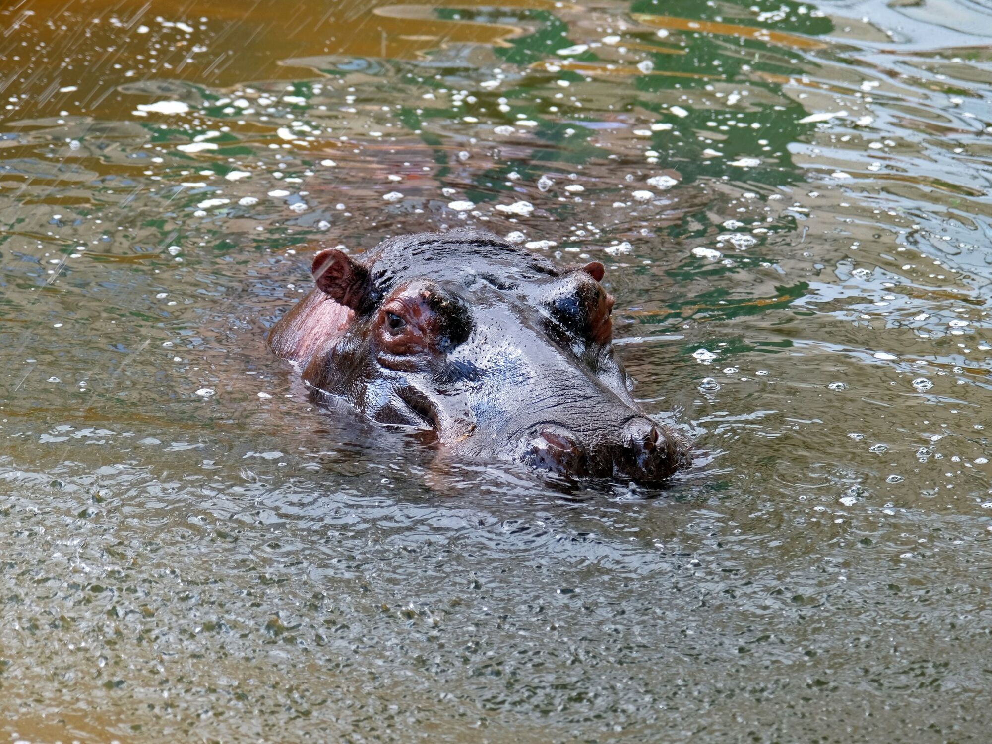 Басейни та навіть водоспади: у зоопарку Києва показали, як їхні мешканці приймають літні спа-процедури. Фото і відео