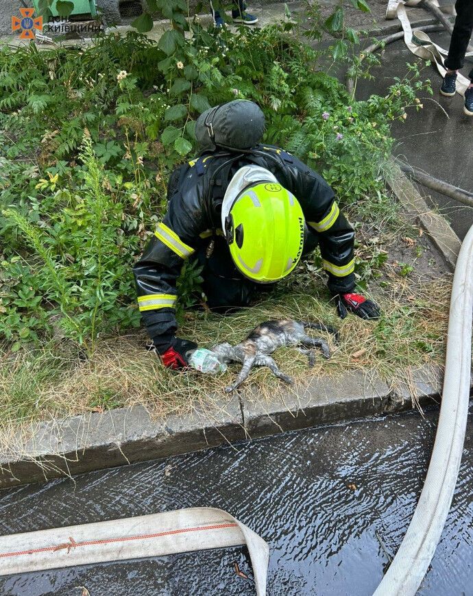 Каждая жизнь важна: под Киевом бойцы ГСЧС во время пожара спасли котика. Подробности и фото