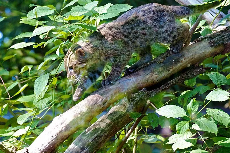 Крякають, як качки, і лазять по деревах. Рідкісних котів-рибалок зняли на відео в Бангладеш