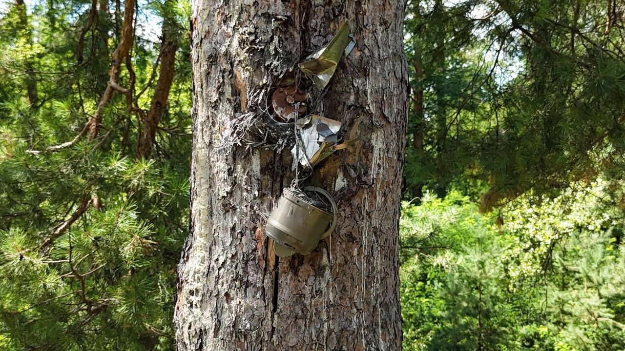 Не замечали два года: под Киевом в сосне обнаружили несдетонировавшие остатки противотанкового ракетного комплекса. Фото