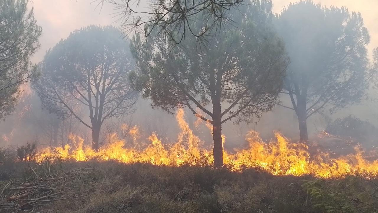 У Туреччині вирують лісові пожежі: полум'я охопило п'ять провінцій, людей евакуюють. Фото