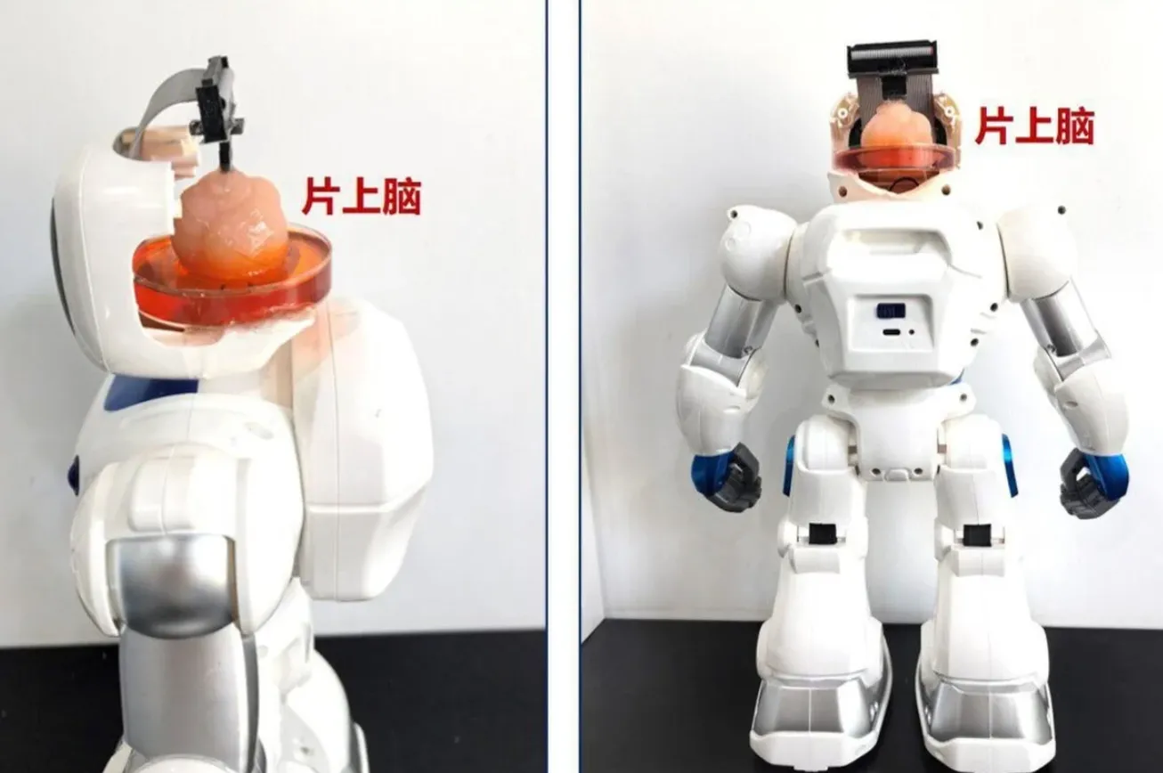 Китайские ученые создали робота с человеческим мозгом: как выглядит "живая машина". Фото