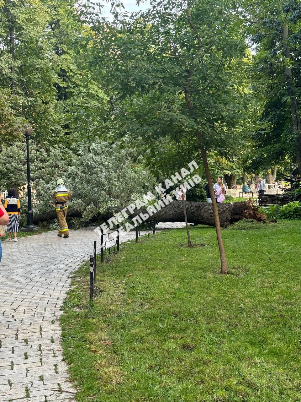 В Киеве из-за падения дерева пострадали люди