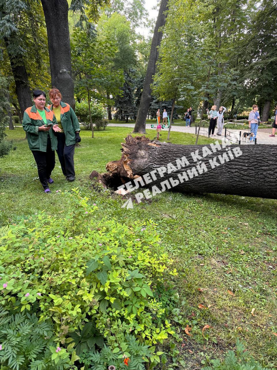 В киевском парке дерево упало на дорожку