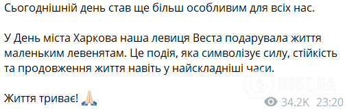 Продолжение жизни даже в самые сложные времена: в харьковском зоопарке родились львята. Видео