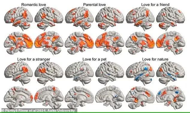 Вчені показали, де саме в мозку виникають різні типи любові – від кохання до прихильності до вашої собаки. Фото