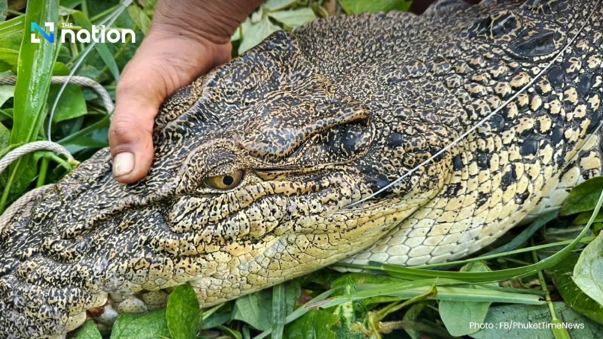 На популярном курорте Таиланда поймали крокодила длиной 2,4 метра. Фото