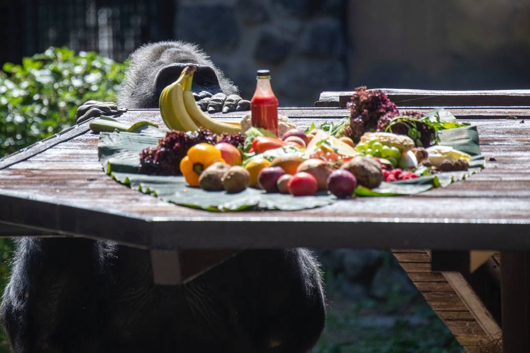 Влаштують іменинний пікнік: у Київському зоопарку 50-й день народження святкує горила Тоні. Фото