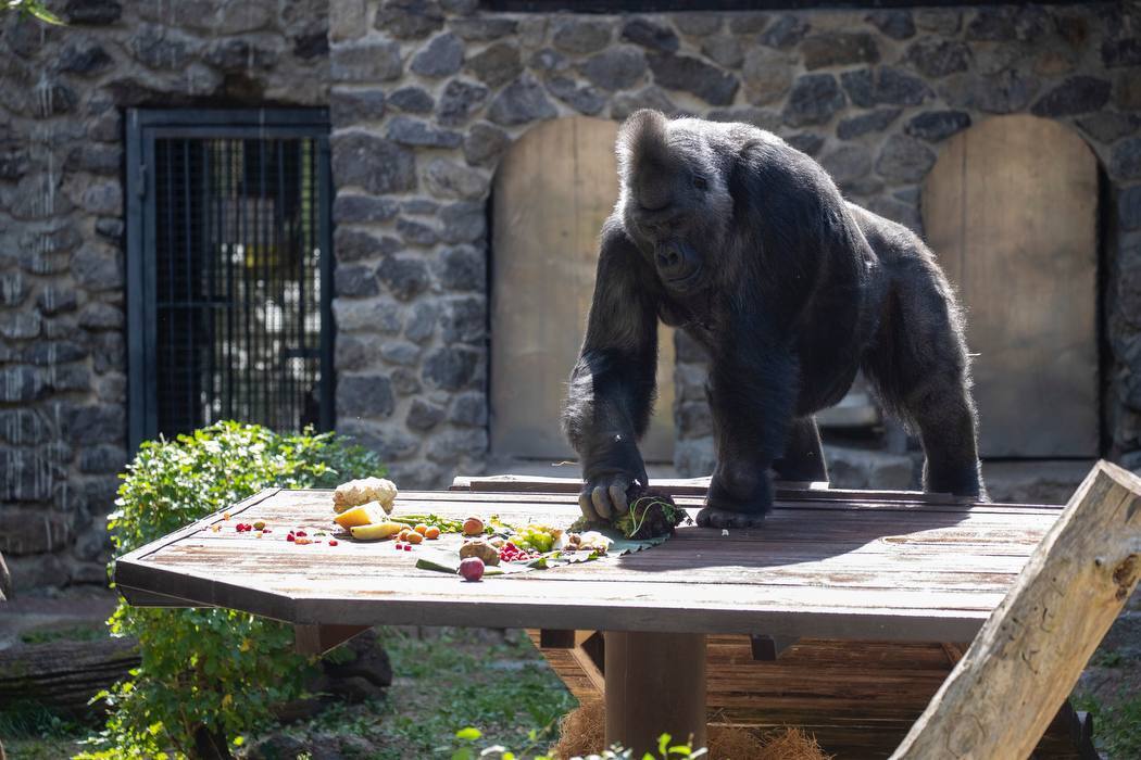 Влаштують іменинний пікнік: у Київському зоопарку 50-й день народження святкує горила Тоні. Фото