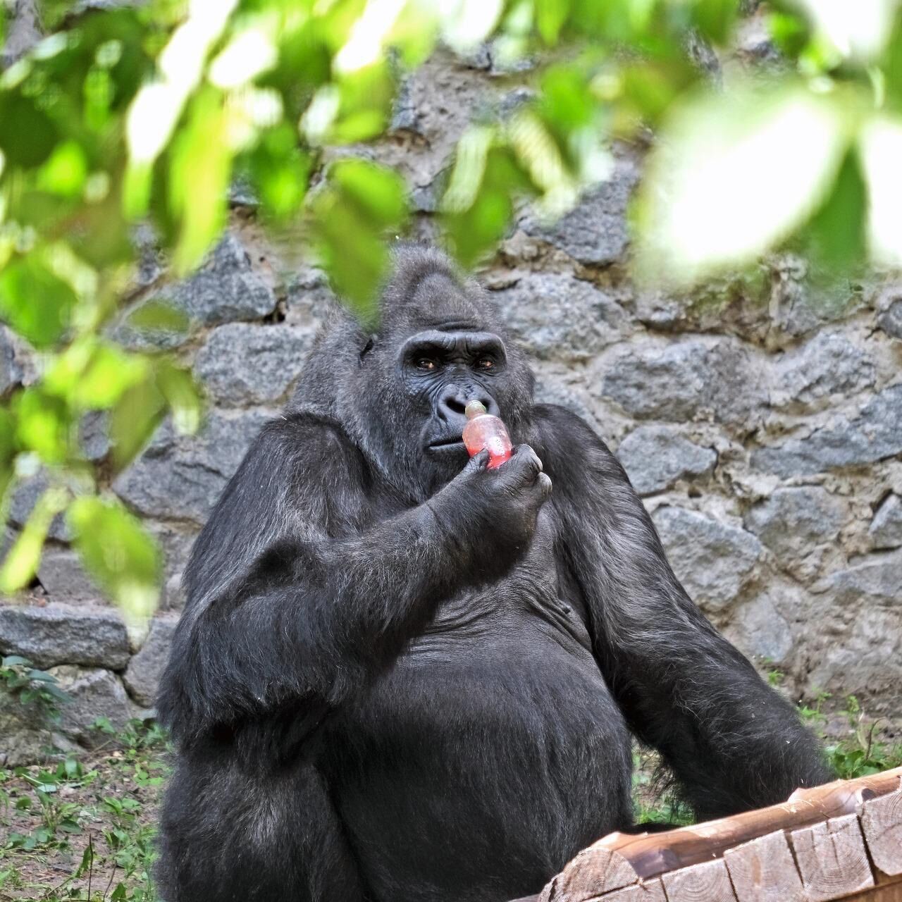 Влаштують іменинний пікнік: у Київському зоопарку 50-й день народження святкує горила Тоні. Фото