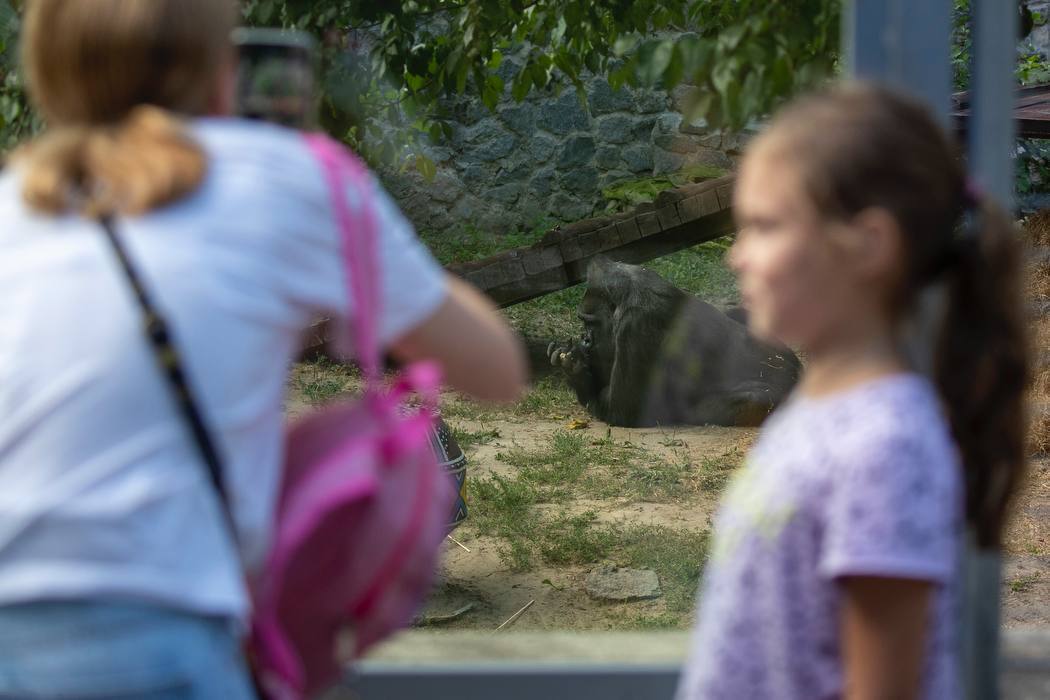 Влаштують іменинний пікнік: у Київському зоопарку 50-й день народження святкує горила Тоні. Фото