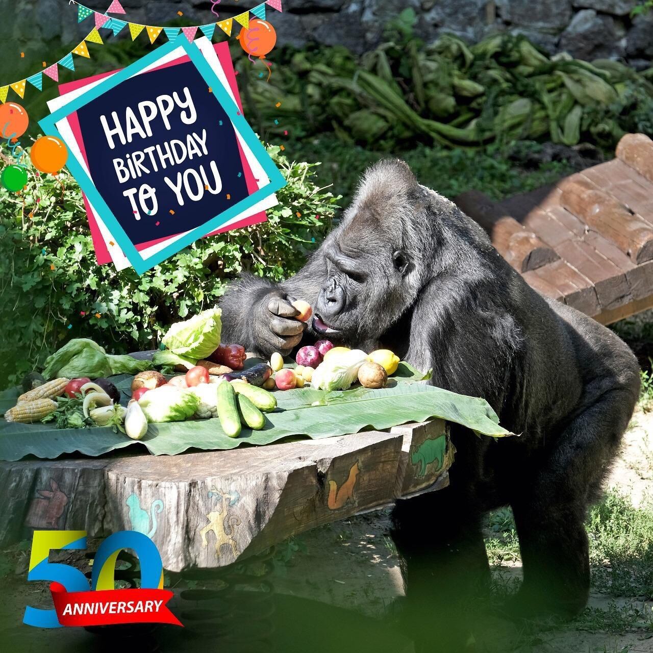 Влаштують іменинний пікнік: у Київському зоопарку 50-й день народження святкує горила Тоні. Фото