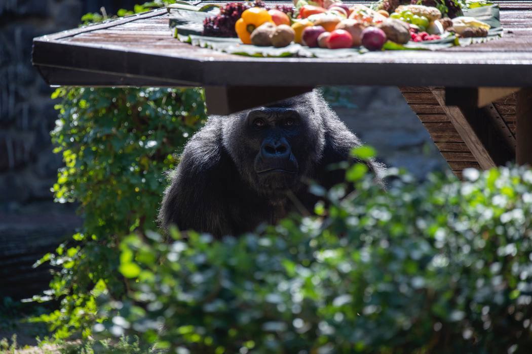 Влаштують іменинний пікнік: у Київському зоопарку 50-й день народження святкує горила Тоні. Фото