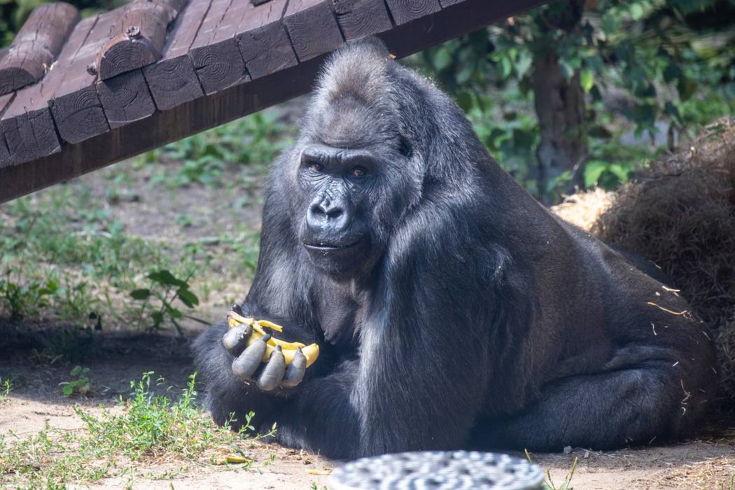 Влаштують іменинний пікнік: у Київському зоопарку 50-й день народження святкує горила Тоні. Фото
