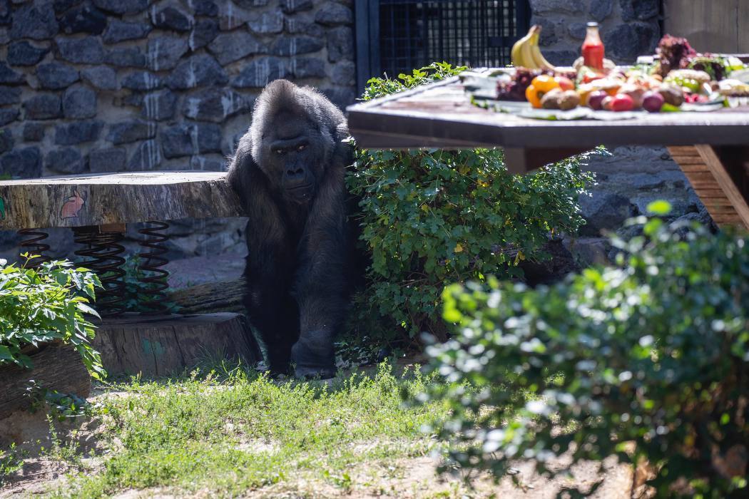 Влаштують іменинний пікнік: у Київському зоопарку 50-й день народження святкує горила Тоні. Фото