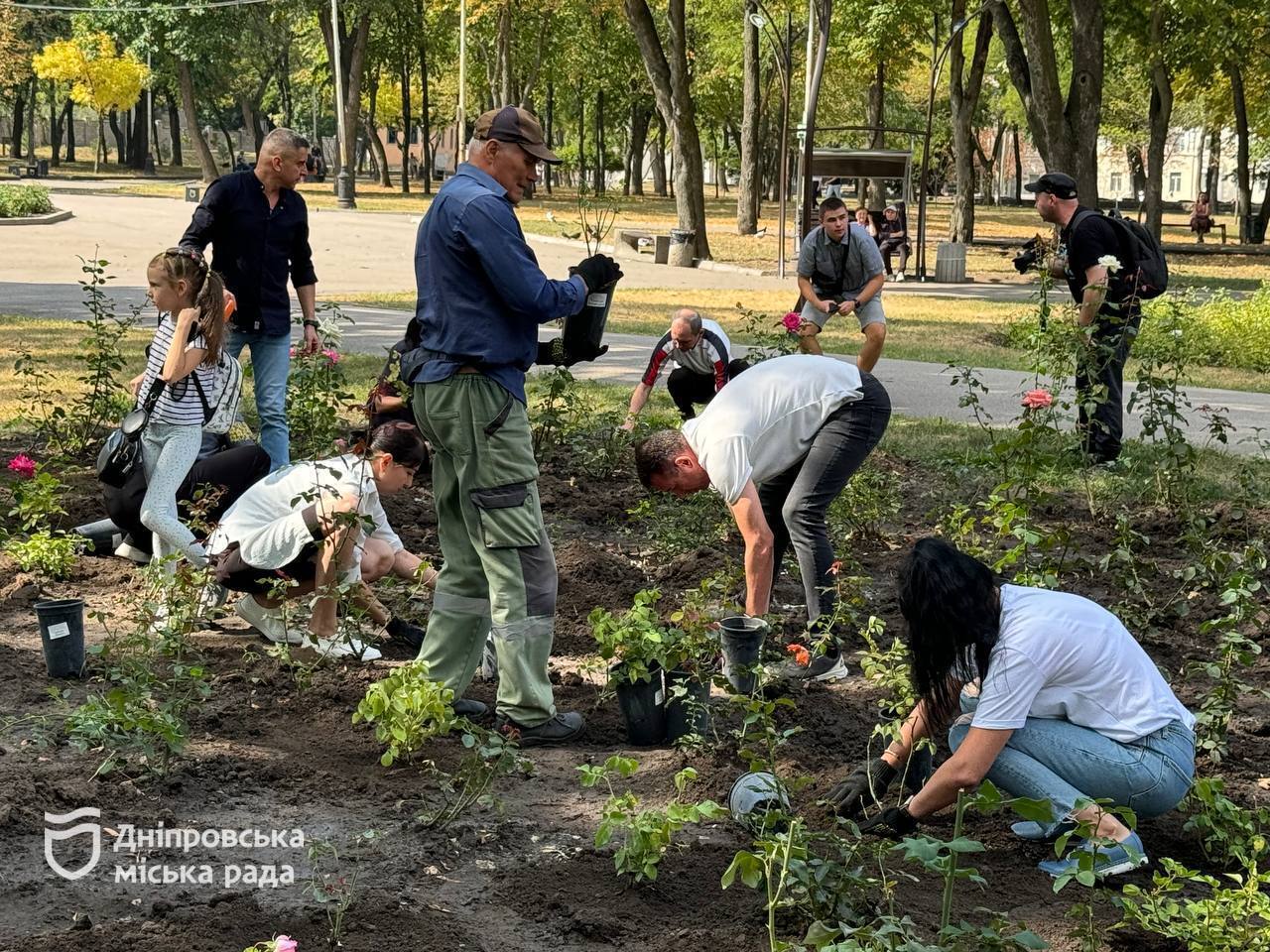 В Днепре ко дню города Бахмут высадили аллею роз