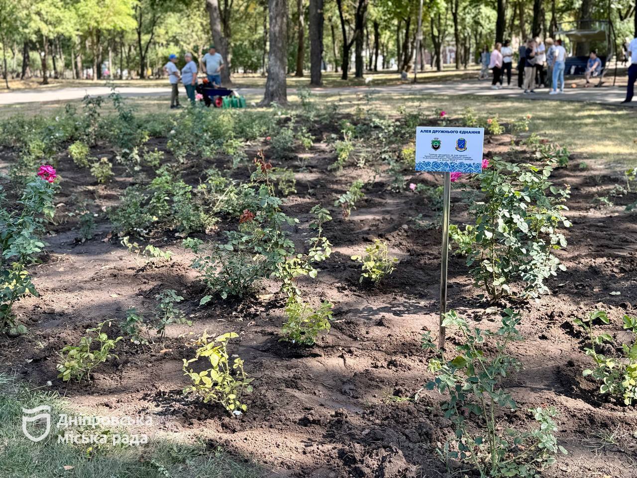 В Днепре ко дню города Бахмут высадили аллею роз