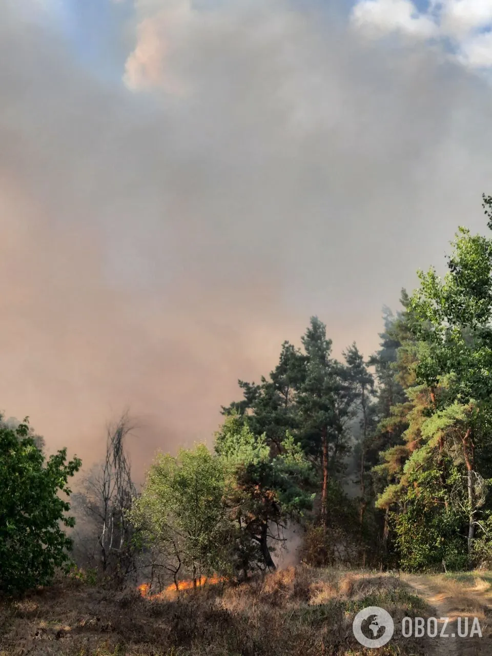 Вогонь стрімко поширився: на Полтавщині через лісову пожежу згоріли десятки будинків. Фото