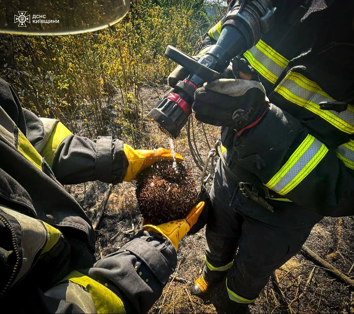 Кожне життя важливе: на Київщині під час гасіння пожежі працівники ДСНС врятували їжака. Фото