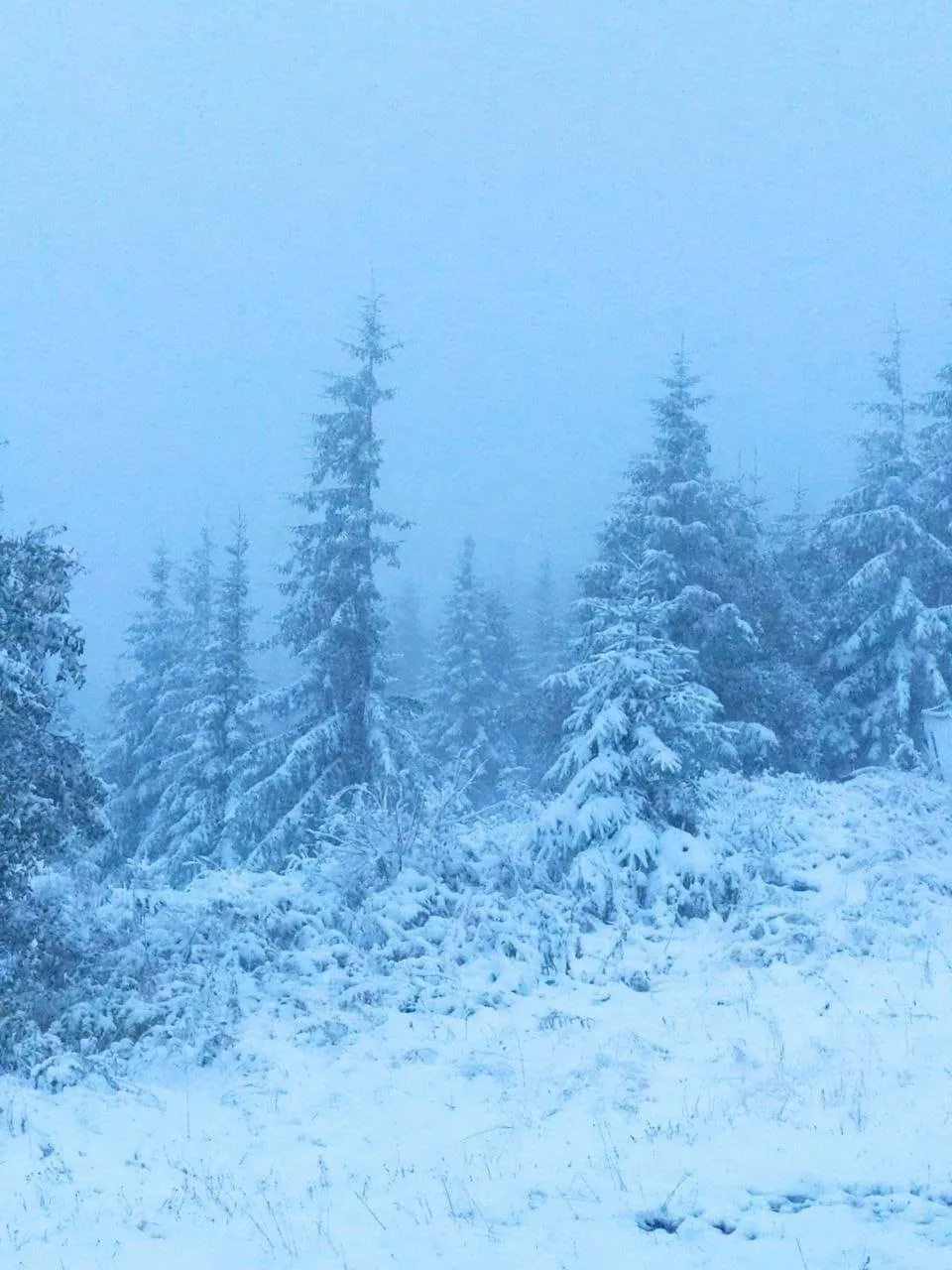 В Україні випав перший сніг: у мережі показали колоритні кадри. Фото і відео