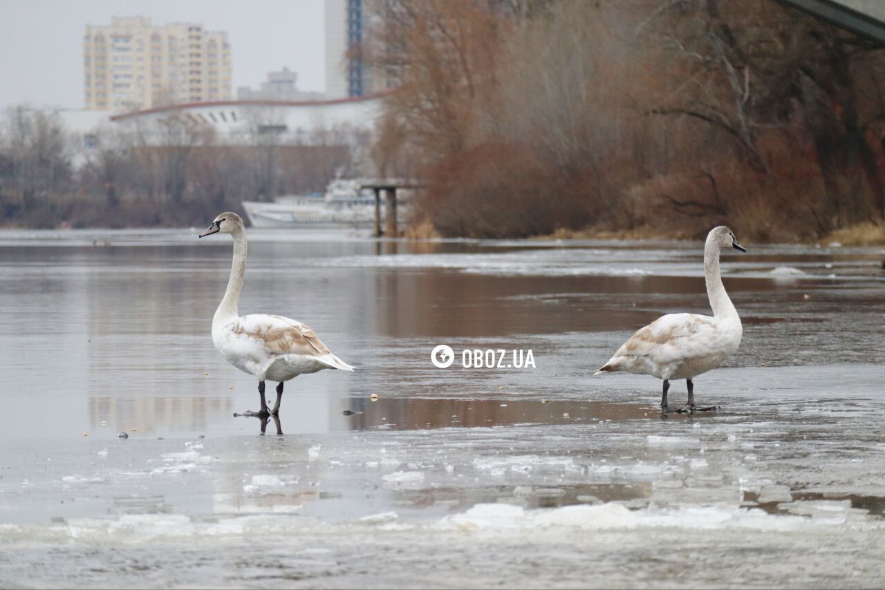 Под пристальным наблюдением птиц: как проходит Крещение 2025 в Киеве. Фоторепортаж