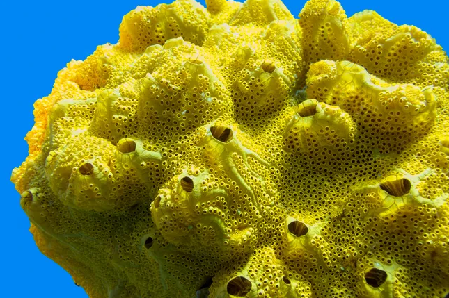 Її досі можна знайти: вчені виявили, яка тварина першою заселила Землю