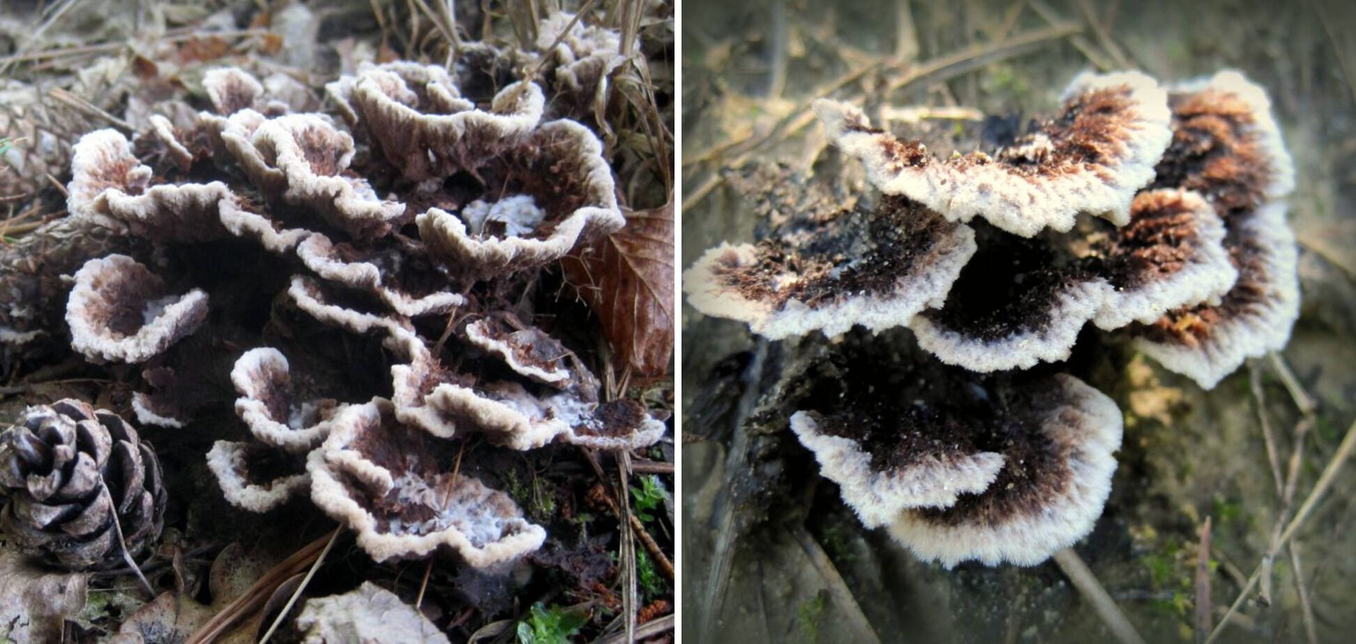 На Київщині знайшли кучерявого волохатого гриба: чим він унікальний. Фото