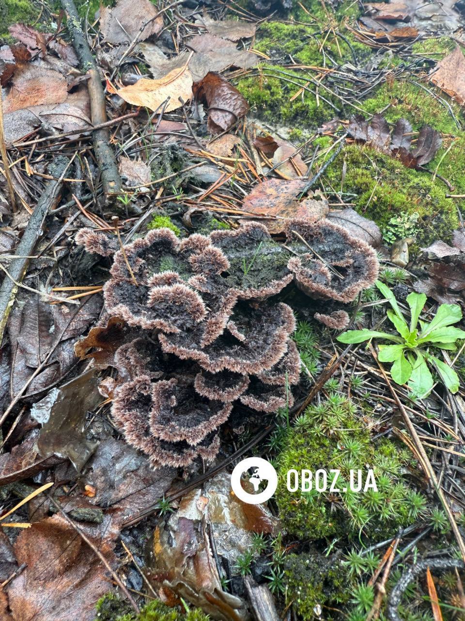 На Київщині знайшли кучерявого волохатого гриба: чим він унікальний. Фото