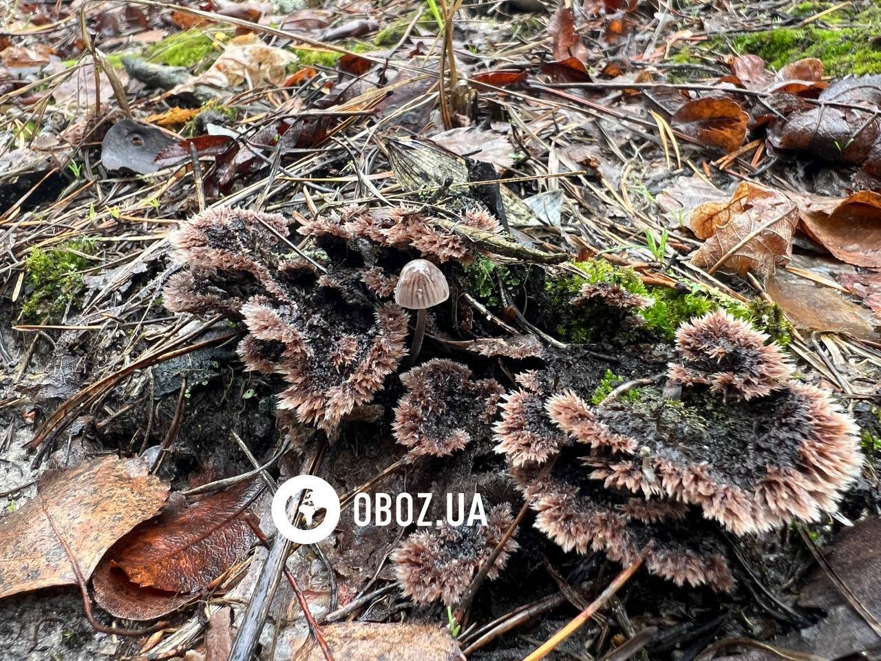 На Київщині знайшли кучерявого волохатого гриба: чим він унікальний. Фото