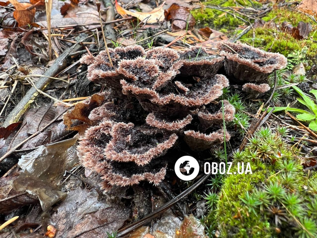 На Київщині знайшли кучерявого волохатого гриба: чим він унікальний. Фото