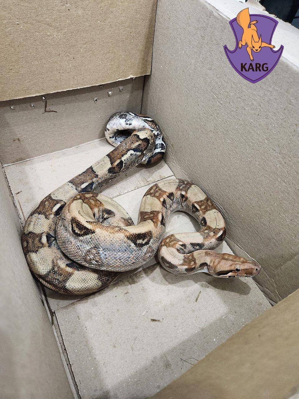 Під Києвом поліцейські у лісі знайшли живого екзотичного плазуна. Подробиці та фото