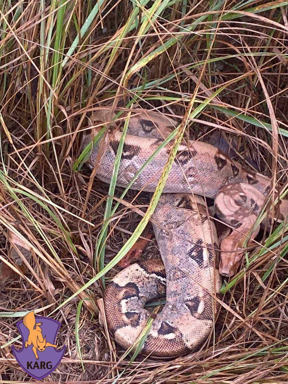 Під Києвом поліцейські у лісі знайшли живого екзотичного плазуна. Подробиці та фото