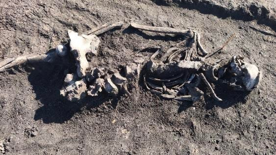 В Польше обнаружили тысячелетние захоронения "первых христиан". Фото