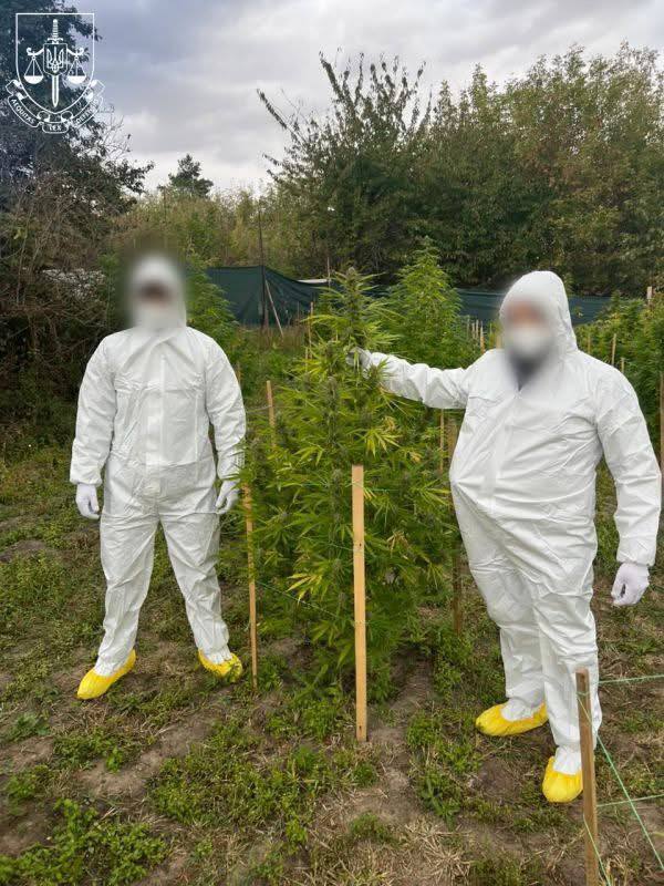 "Не вмешивался" за вознаграждение в $10 тыс.: ГБР разоблачило работника полиции, который способствовал незаконному выращиванию конопли. Фото