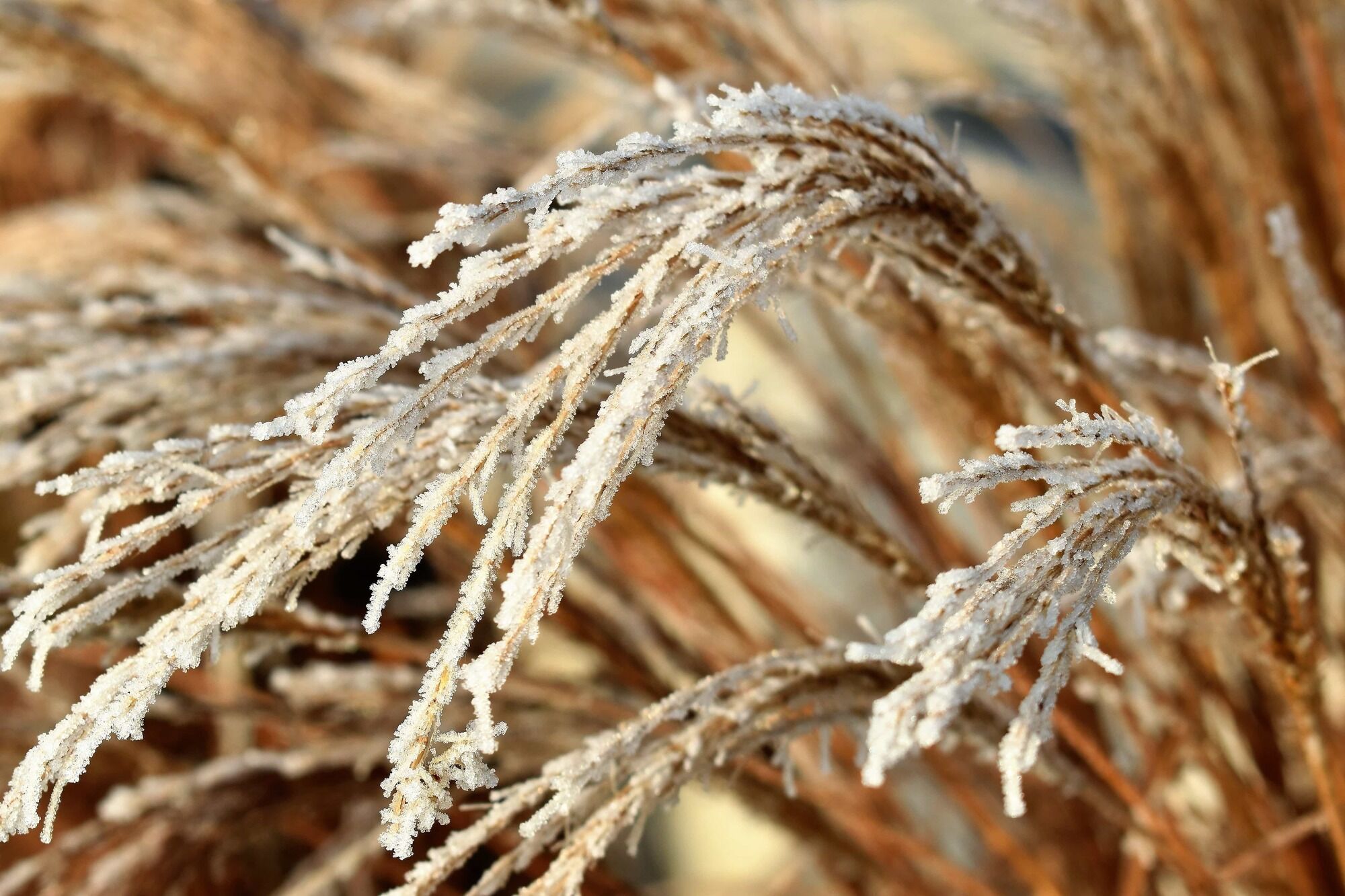 В Україну насуваються заморозки: синоптики попередили про небезпечні метеорологічні явища у середу