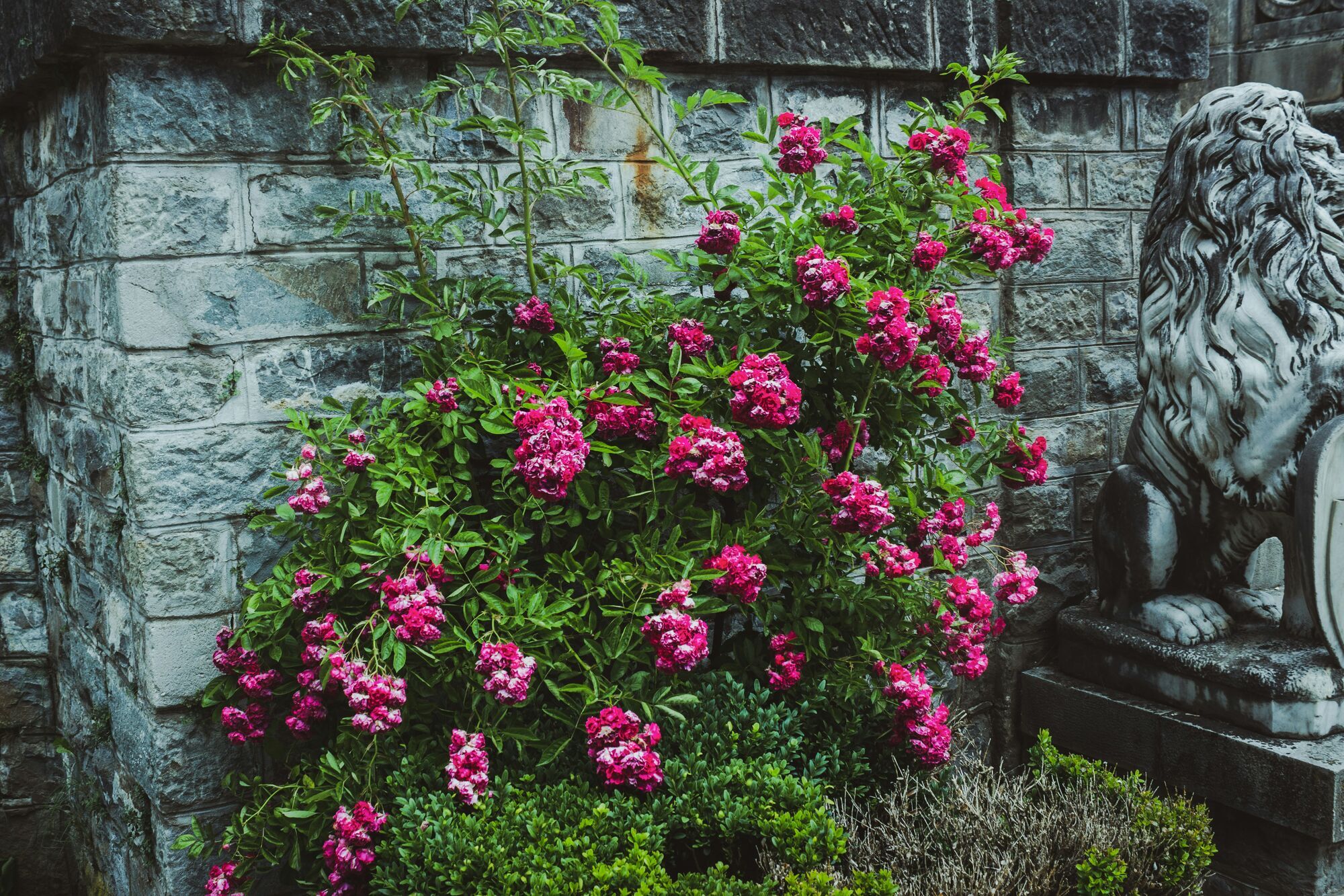 Як захистити троянди на зиму: поради досвідчених садівників