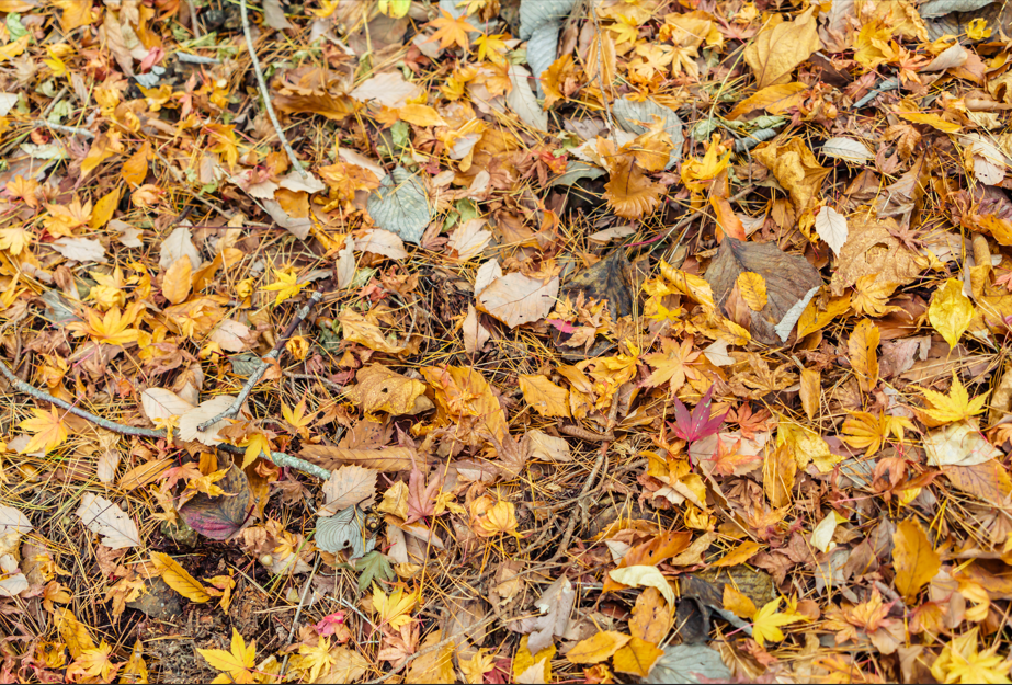 Не кваптеся викидати: як зробити добриво з опалого листя